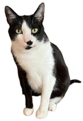 Rapido the tuxedo cat in profile, bright green eyes